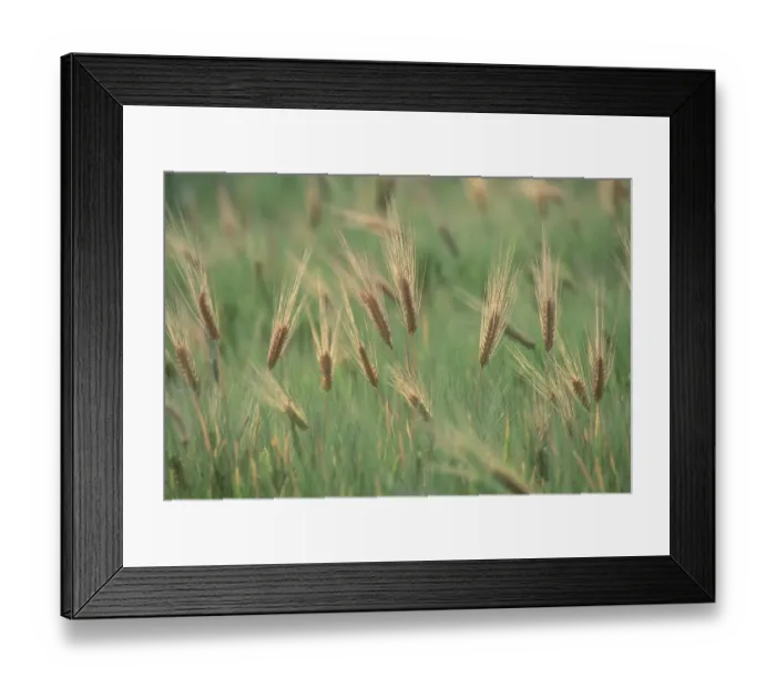 Framed Print : Wheat in a field Framed Print : Wheat in a field