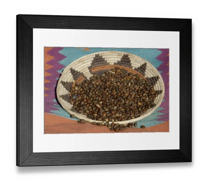 Framed Print : Pinon nuts, an important food of Southwestern Native Americans Framed Print : Pinon nuts, an important food of Southwestern Native Americans
