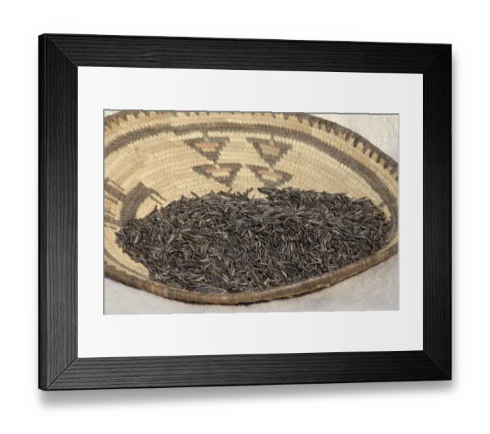 Framed Print : Wild rice from the Great Lakes area Framed Print : Wild rice from the Great Lakes area