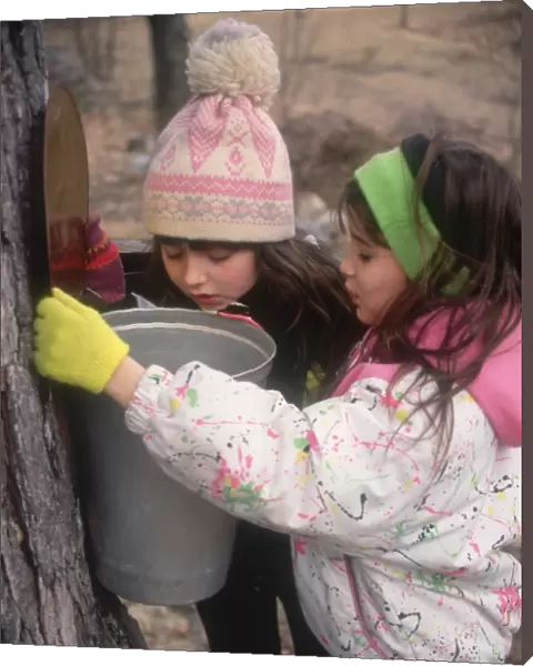 Checking sap buckets on a maple tree