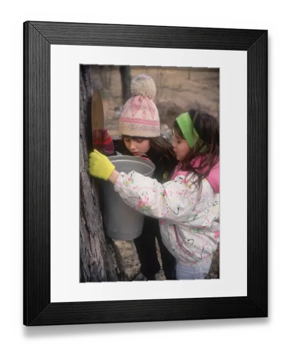 Framed Print : Checking sap buckets on a maple tree Framed Print : Checking sap buckets on a maple tree
