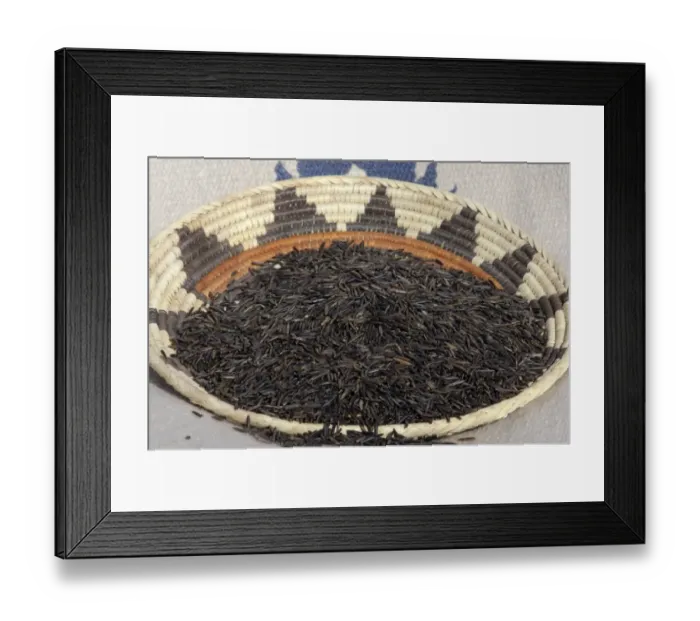 Framed Print : Wild rice from the Great Lakes area Framed Print : Wild rice from the Great Lakes area