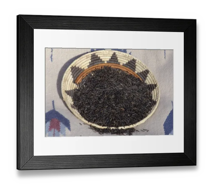 Framed Print : Wild rice from the Great Lakes area Framed Print : Wild rice from the Great Lakes area
