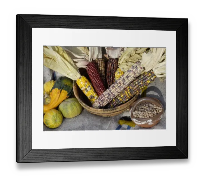 Framed Print : Squash, corn, and beans, - the three sisters of Native American agriculture