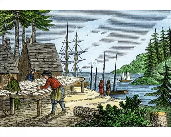 Drying and salting fish in colonial Maine