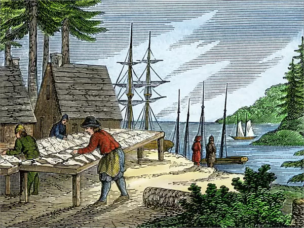 Drying and salting fish in colonial Maine