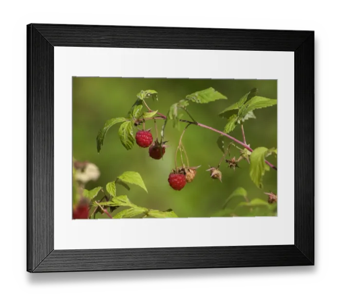 Framed Print : Raspberries growing wild Framed Print : Raspberries growing wild