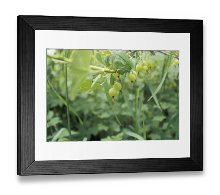 Framed Print : Gooseberries in a homestead garden, Wisconsin
