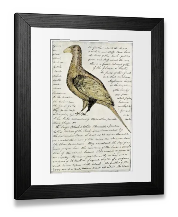 Framed Print : Sketch by William Clark of Cock of the Plains in the Lewis Framed Print : Sketch by William Clark of Cock of the Plains in the Lewis