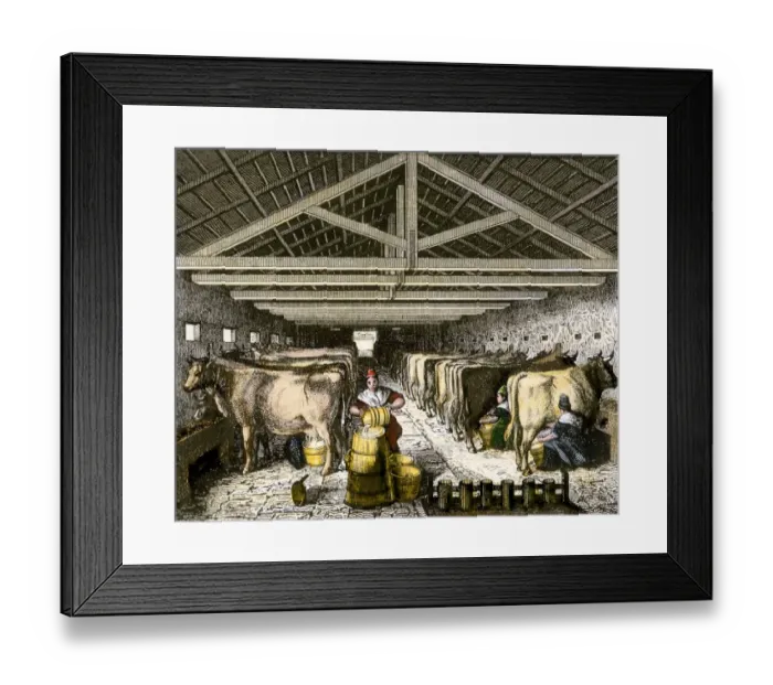 Framed Print : Farm women pouring milk into a churn in dairy barn Framed Print : Farm women pouring milk into a churn in dairy barn