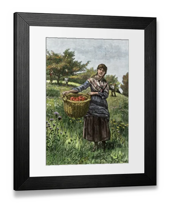 Framed Print : Apple pickers Framed Print : Apple pickers
