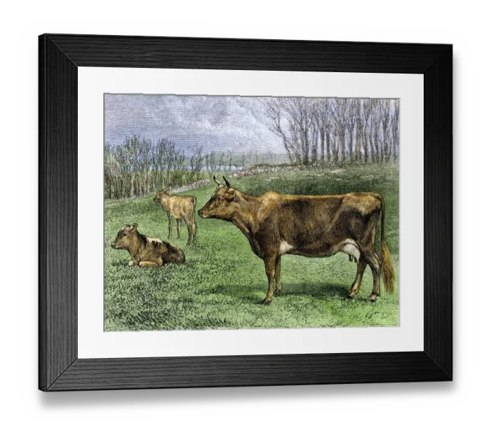 Framed Print : Dairy herd Framed Print : Dairy herd