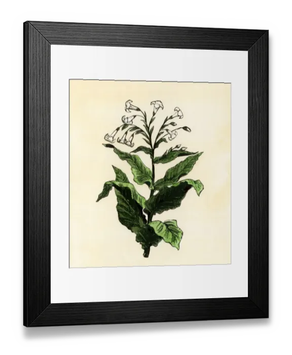 Framed Print : Tobacco plant. Hand-colored woodcut of a 19th-century illustration