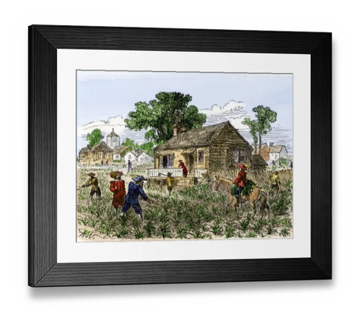 Framed Print : Cultivation of tobacco in colonial Virginia