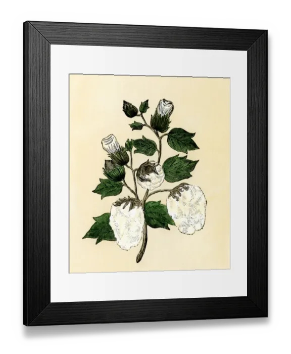 Framed Print : Cotton plant