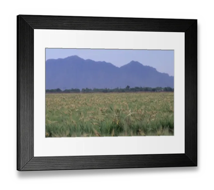 Framed Print : Wheatfield in Arizona Framed Print : Wheatfield in Arizona
