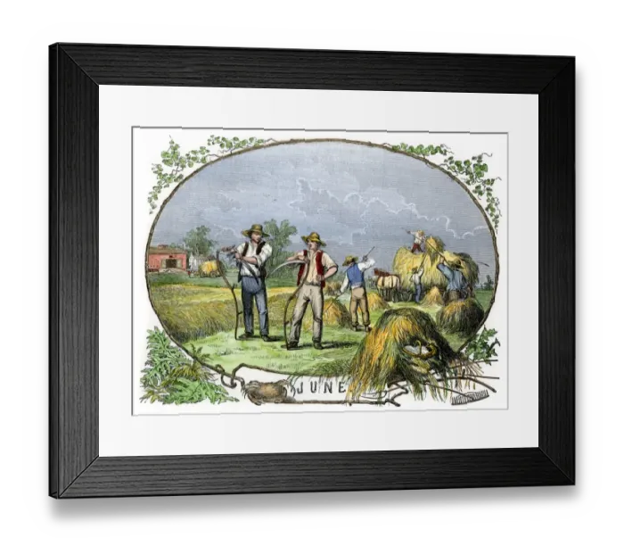Framed Print : Hay harvest, 1800s Framed Print : Hay harvest, 1800s