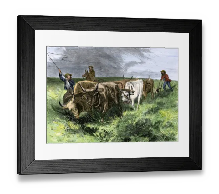 Framed Print : Pioneers and their ox-teams plowing the prairies west of the Mississippi Framed Print : Pioneers and their ox-teams plowing the prairies west of the Mississippi