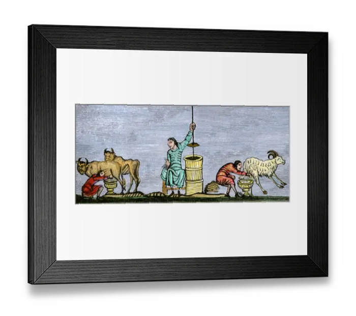 Framed Print : Medieval milking and churning Framed Print : Medieval milking and churning