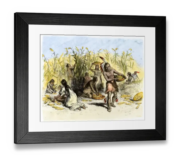 Framed Print : Native Americans harvesting maize Framed Print : Native Americans harvesting maize