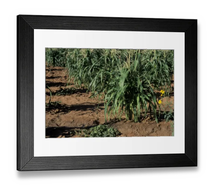 Framed Print : Corn on the Navajo reservation, Arizona
