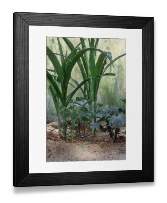 Framed Print : Corn, beans and squash grown the native American way Framed Print : Corn, beans and squash grown the native American way