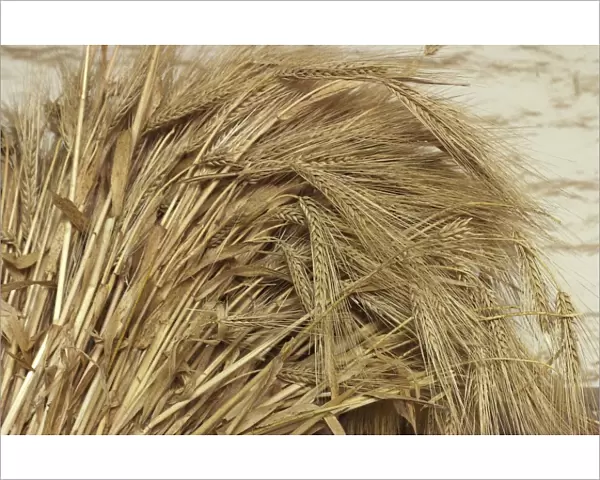 Wheat. Ripe wheat displayed at Sutters Fort, Sacramento, California.. Digital photograph