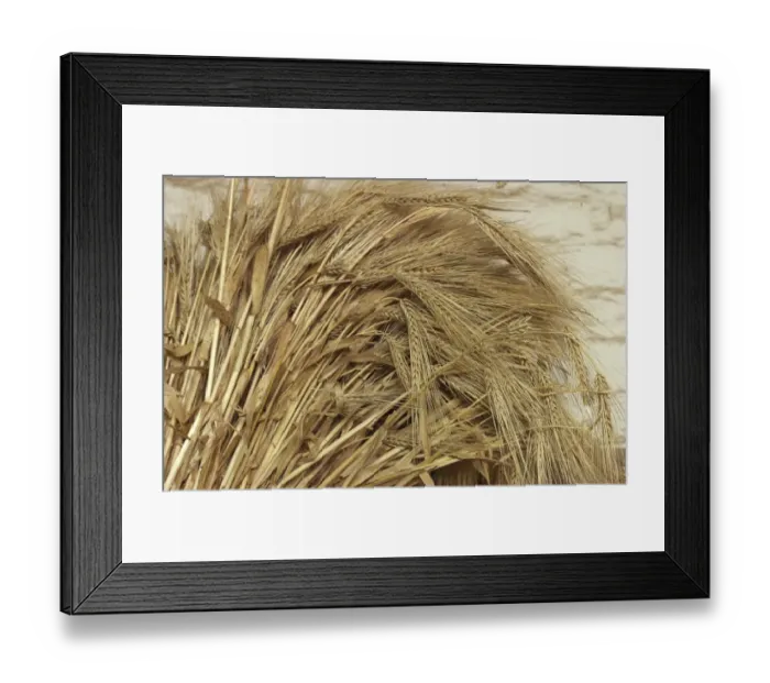Framed Print : Wheat. Ripe wheat displayed at Sutters Fort, Sacramento, California.. Digital photograph