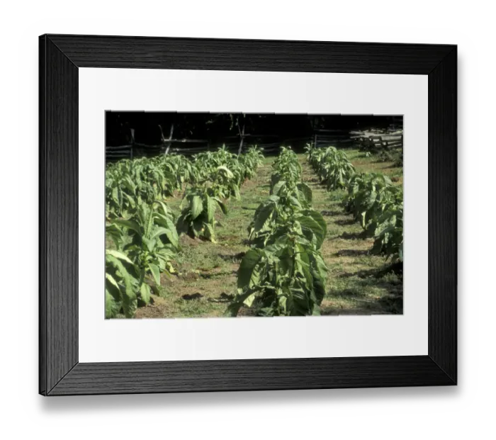 Framed Print : Tobacco grown in Colonial Williamsburg Framed Print : Tobacco grown in Colonial Williamsburg