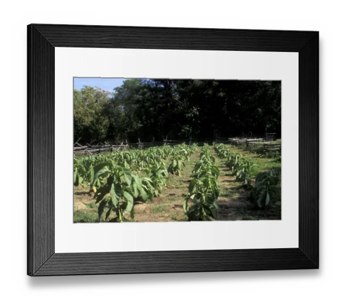Framed Print : Tobacco grown in Colonial Williamsburg Framed Print : Tobacco grown in Colonial Williamsburg