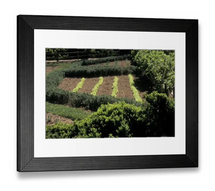Framed Print : Mount Vernon lettuce bed Framed Print : Mount Vernon lettuce bed