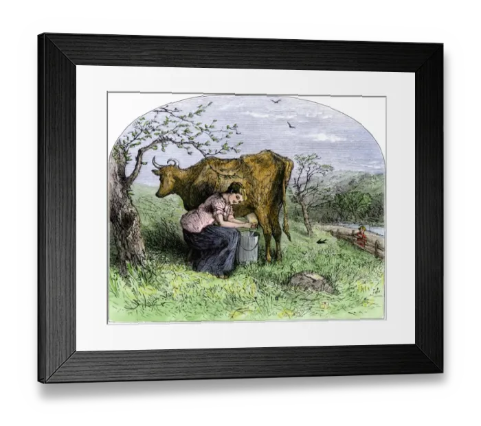 Framed Print : Young woman milking a cow in a pasture Framed Print : Young woman milking a cow in a pasture