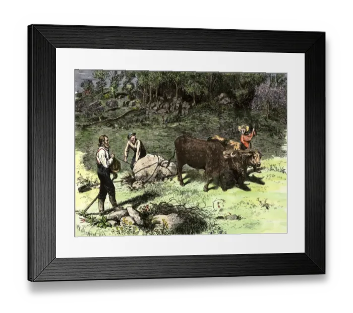 Framed Print : Spring farmers work to clear away stones with an ox team Framed Print : Spring farmers work to clear away stones with an ox team