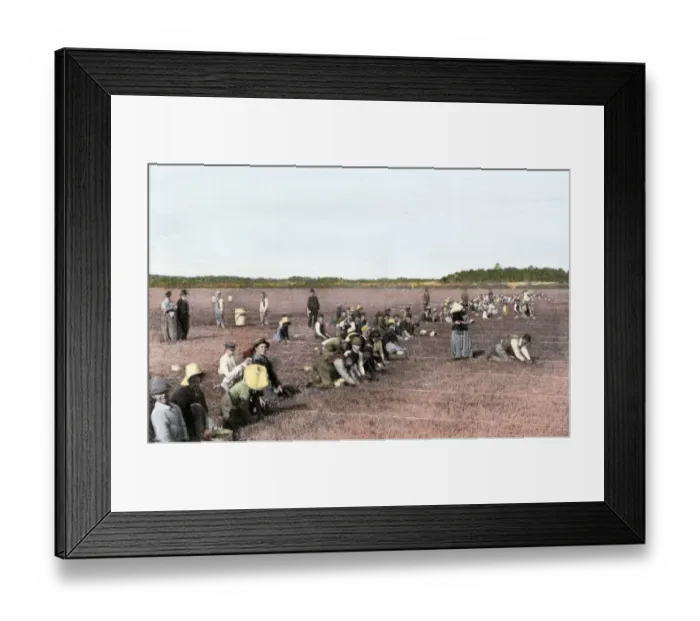 Framed Print : Cranberry bog pickers at work on Cape Cod Framed Print : Cranberry bog pickers at work on Cape Cod