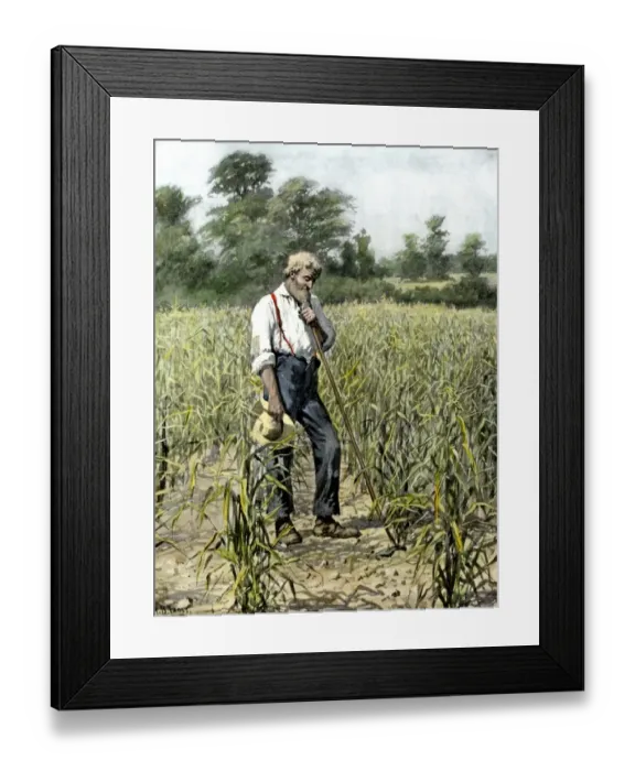 Framed Print : Farmer in his cornfield praying for rain Framed Print : Farmer in his cornfield praying for rain