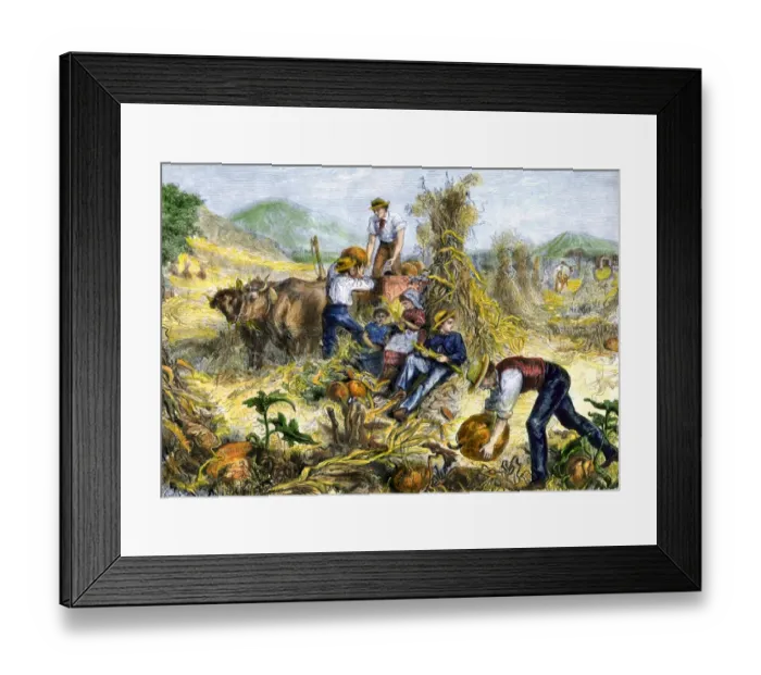 Framed Print : American farm family gathering pumpkins and husking maize Framed Print : American farm family gathering pumpkins and husking maize