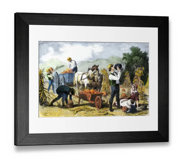 Framed Print : Gathering pumpkins, an October scene in New England Framed Print : Gathering pumpkins, an October scene in New England