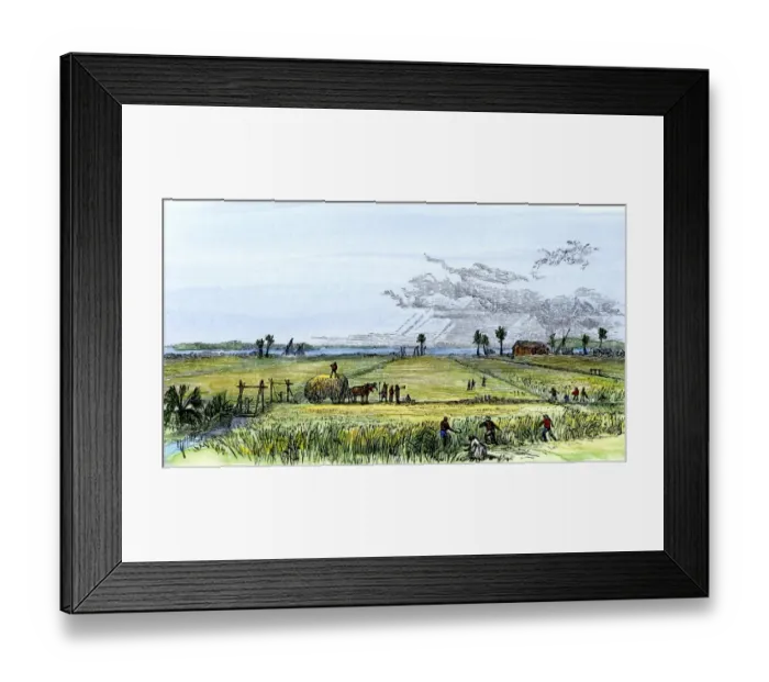Framed Print : Harvesting a Carolina rice-field Framed Print : Harvesting a Carolina rice-field