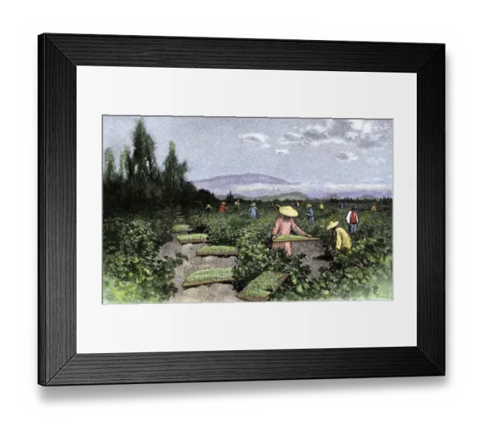 Framed Print : Asian workers curing raisins in the vineyards of California Framed Print : Asian workers curing raisins in the vineyards of California