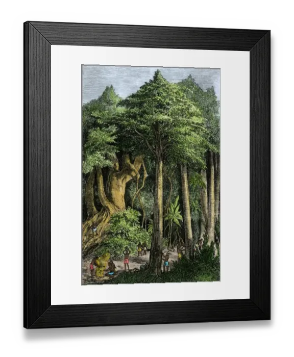 Framed Print : Indians tapping the caoutchouc Framed Print : Indians tapping the caoutchouc