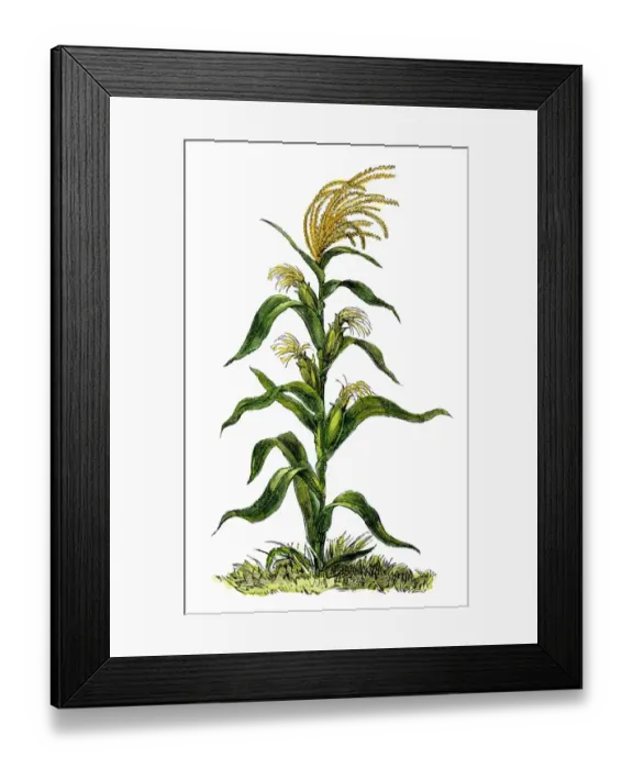 Framed Print : Maize, or indian corn plant Framed Print : Maize, or indian corn plant
