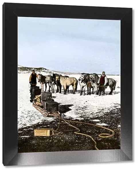Shackletons Manchurian ponies, Antarctica, 1908