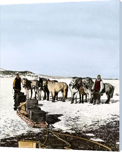 Shackletons Manchurian ponies, Antarctica, 1908