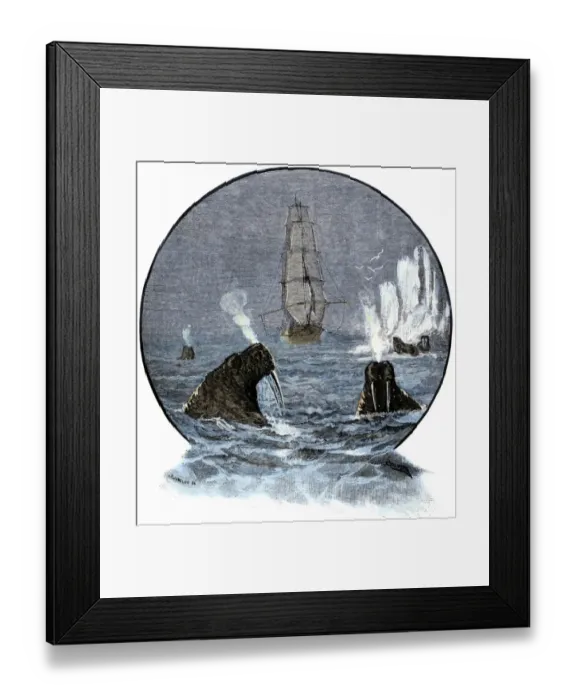 Framed Print : Walrus in Arctic waters near a tall sailing ship Framed Print : Walrus in Arctic waters near a tall sailing ship