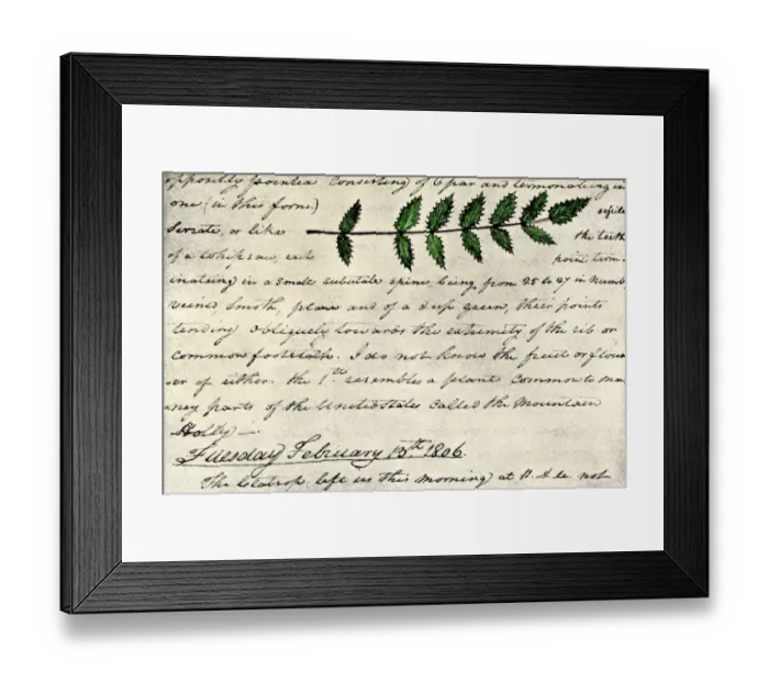 Framed Print : William Clarks sketch of an evergreen shrub leaf in the Lewis Framed Print : William Clarks sketch of an evergreen shrub leaf in the Lewis