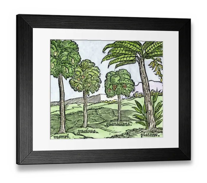Framed Print : Bananas and other fruit trees of Hispaniola Framed Print : Bananas and other fruit trees of Hispaniola