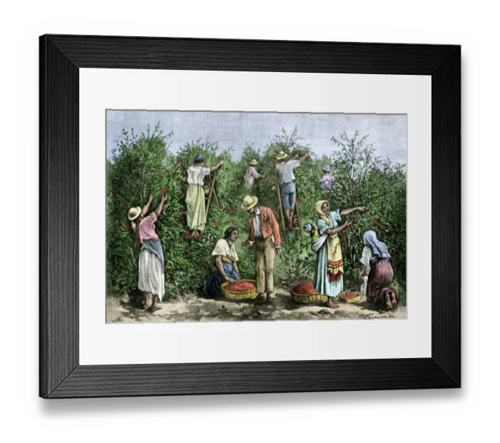 Framed Print : Native workers harvesting coffee in Costa Rica