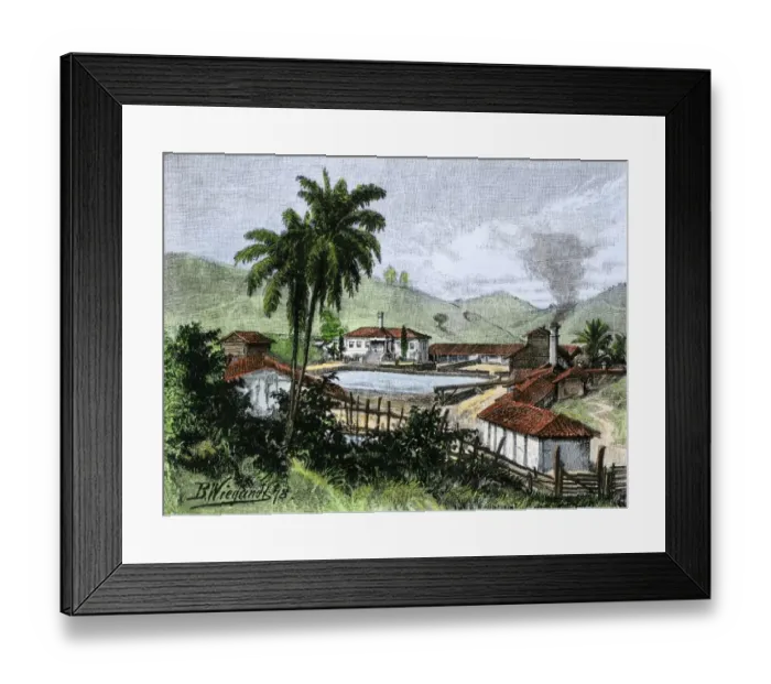 Framed Print : Coffee plantation in Brazil