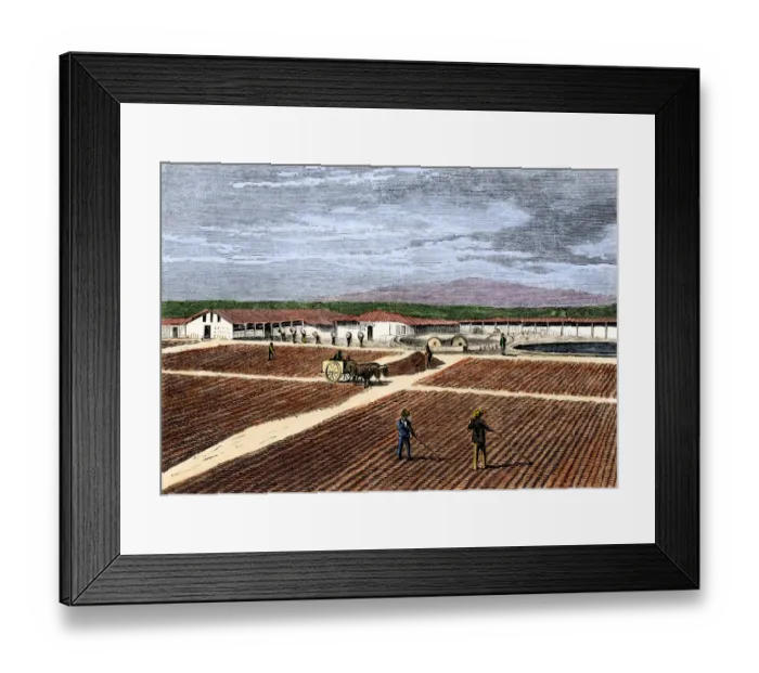 Framed Print : Coffee berries spread in the plantation yard to ferment and dry Framed Print : Coffee berries spread in the plantation yard to ferment and dry