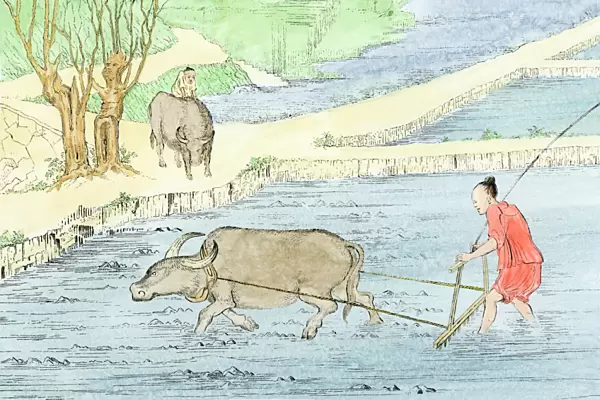 Plowing rice paddies with water buffalo